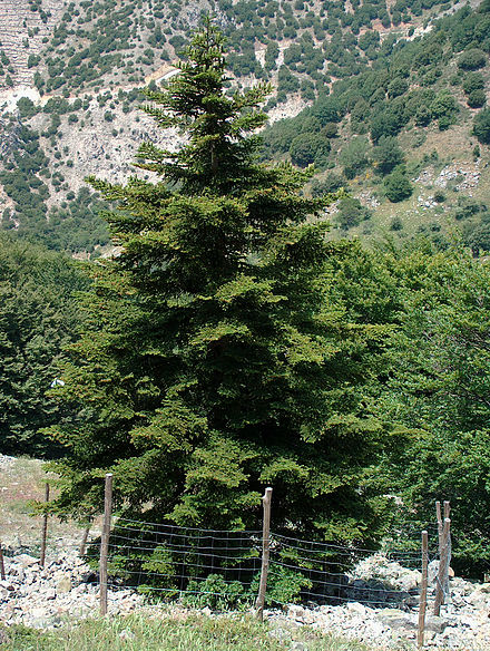 A Sicilian fir, a critically endangered species found only on the Italian island of Sicily (Wikipedia)