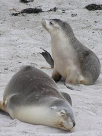Sea lions sunbaking on a beach. ©Getty Images