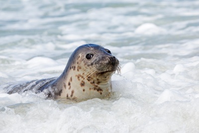 A harbour seal coming ashore in Germany. ©Getty Images