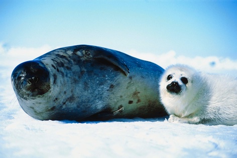 A harp seal and her pup. ©Getty Images