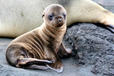 A sea lion pup. ©Getty Images