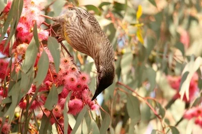 wattlebird_red_TS.jpg