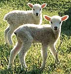 Many lambs are born in spring © Getty Images