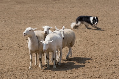 Sheepdogs move sheep to where the farmer tells them. ©Getty Images