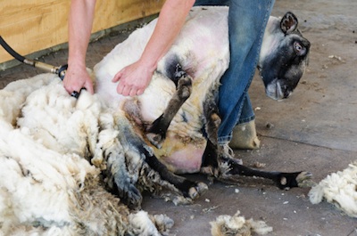 A sheep being sheared ©Getty Images