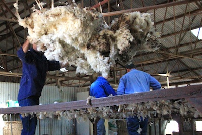 A newly shorn fleece being tossed onto the wool classing table ©Getty Images