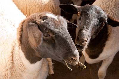 Dorpers are one breed of sheep raised for meat. ©Getty Images