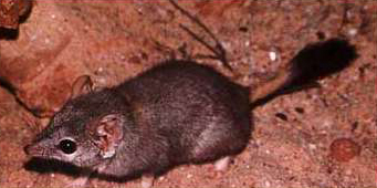 A kowari, a small carnivorous marsupial which lives in the Simpson Desert