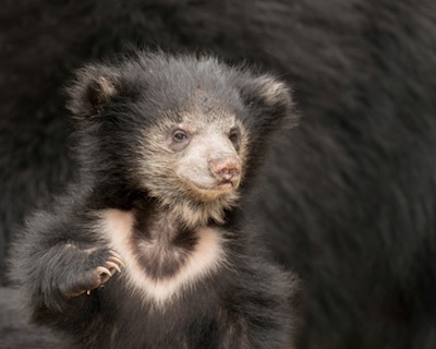 A sloth bear cub. ©Getty Images