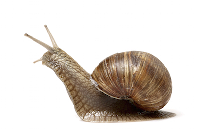 Snail. Photo©iStock