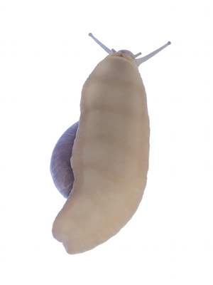 The snail's foot can be seen inside the body. Photo©iStock