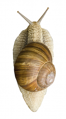 Snail seen from above. Photo©iStock