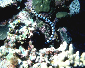 Sea snake ©Getty Images