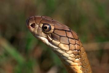 Snakes can't close their eyes ©Getty Images