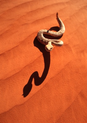 A rattlesnake moving in a sidewinder motion on sand ©Getty Images