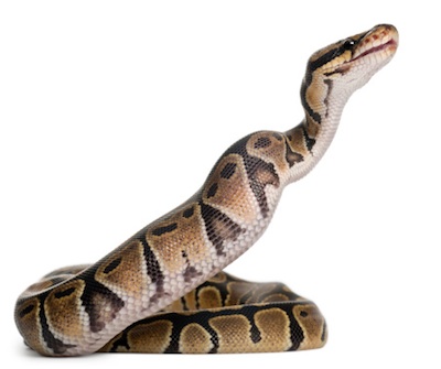 Snakes swallow food whole. The lump is just-swallowed prey. ©Getty Images