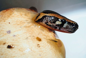 Baby snake hatching from egg. ©Getty Images
