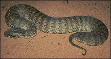 Australian death adder dangles its thin little tail and wriggles it like a worm to attract prey ©Getty Images