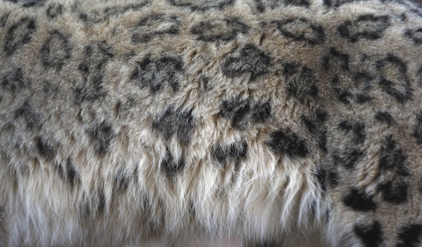 Snow leopard markings on its thick fur ©Getty Images