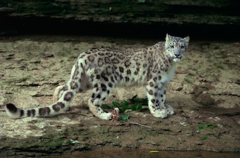 Snow leopard on a rocky ledge. ©Getty Images