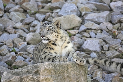 Their fur gives them good camouflage in their habitat. ©Getty Images