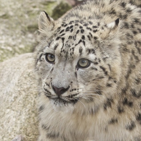 A snow leopard cub. ©Getty Images