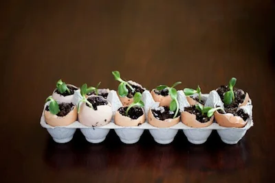 beans_sprouting_TS.jpg