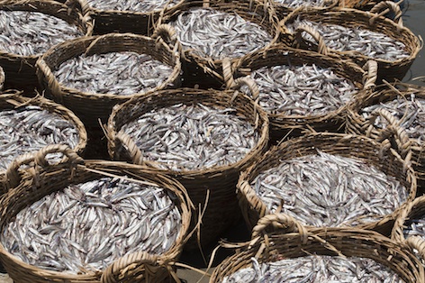 Baskets of fresh anchovies - the main ingredient of fish sauce. photo © Getty