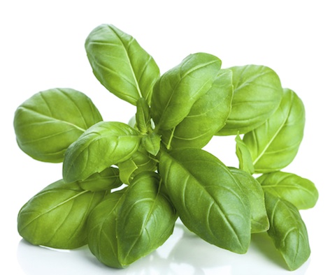 Basil is a herb used in cooking.