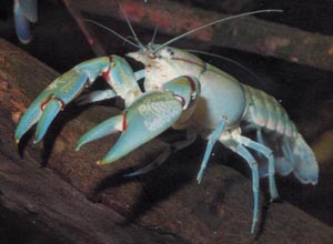 A yabby ©Getty Images