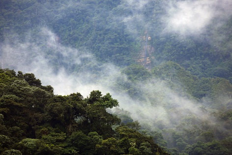A 'cloud forest' in Ecuador ©Getty Images