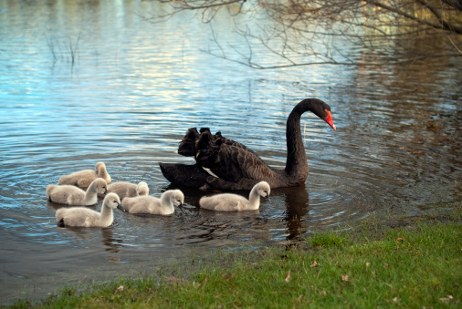 The Swan River is named for the black swans that live there © Getty Images