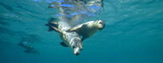 Swimming sea lions. ©Getty Images