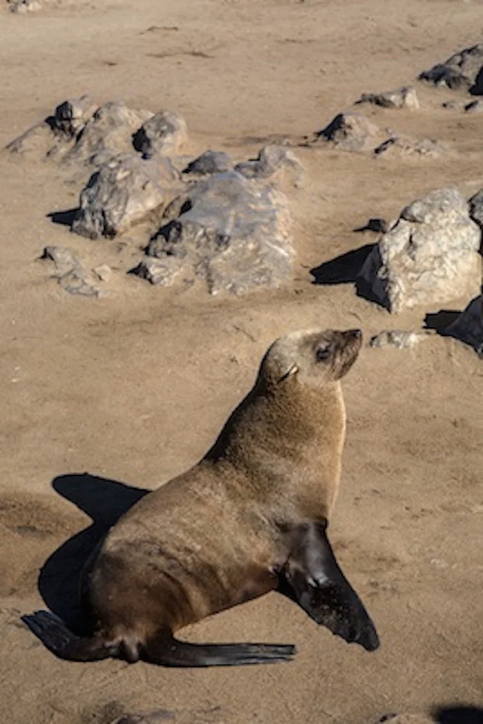 Sea lions can rotate their back flippers forward so they can move better on land. Seals can't rotate their back flippers like that. ©Getty Images
