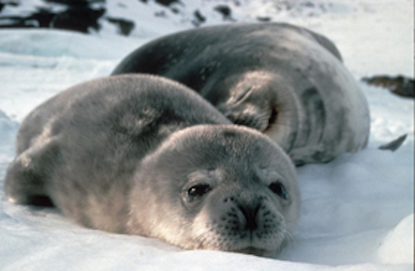 Weddell seals sunbaking on the snow ©Getty Images