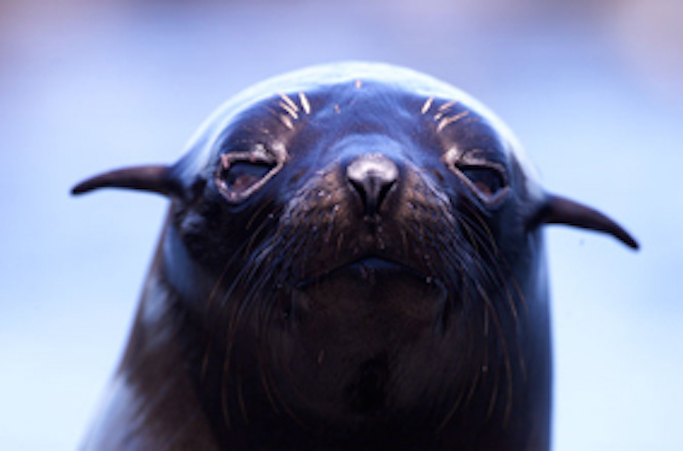Australian fur seal pup ©Getty Images