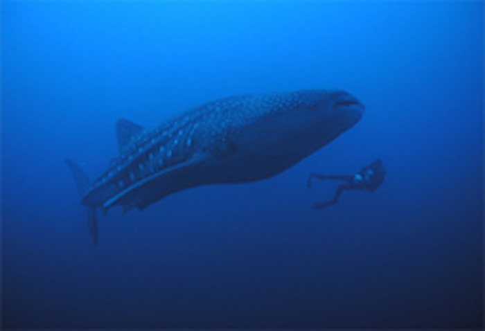 Whale shark, the biggest shark. Compare its size with that of the diver. ©Getty Images