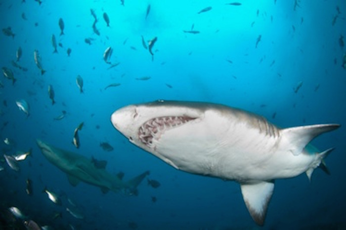 Sharks have many teeth ©Getty Images
