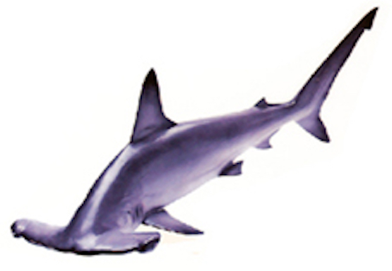 hammerhead shark ©Getty Images