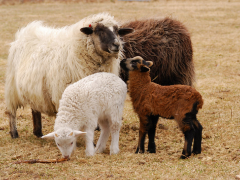 Some kinds of sheep have coloured fleece. ©Getty Images