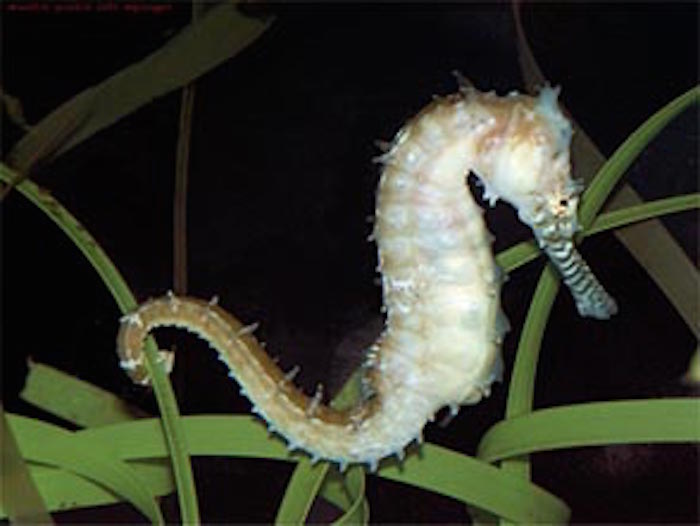 A sea horse holds onto weeds with its prehensile tail. Getty Images