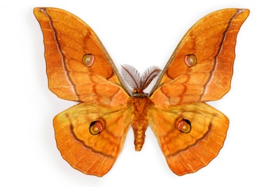 A silk moth. Jupiter Images