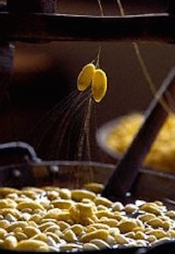 Coccons are soaked in hot water and then the threads are unwound.