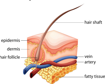 There are three layers of skin. Getty Images