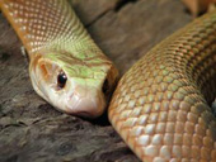 Taipan is possibly the most venomous of all snakes. ©Getty Images