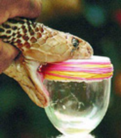 Taipan being 'milked' of its venom ©Getty Images