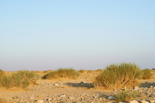 Sandy soils are not good for growing plants and are easily affected by erosion. Getty Images
