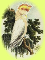 A watercolour painting by Major Sir Thomas Mitchell of a Major Mitchell’s Cockatoo