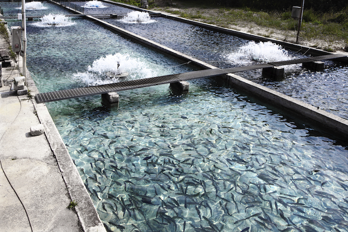 A fish farm©Getty Images
