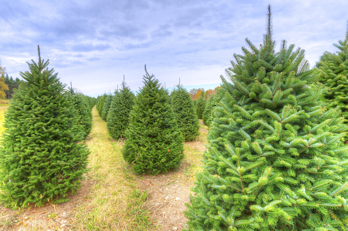 Christmas trees